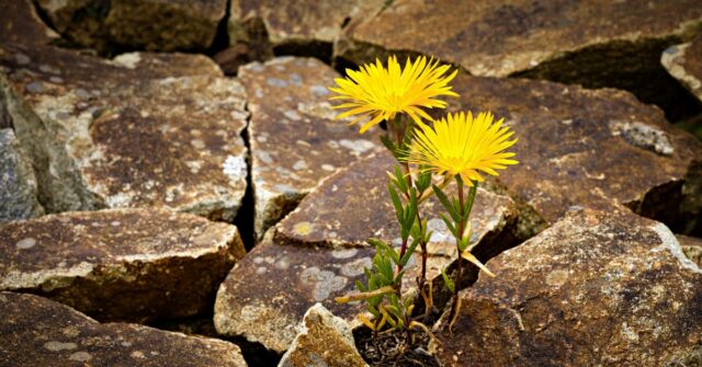 Not all growth is good growth